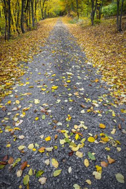 Sonbahar ormanı boyunca uzanan yol renkli yapraklarla kaplıdır - Çek Cumhuriyeti, Avrupa