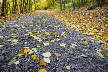 Sonbahar ormanı boyunca uzanan yol renkli yapraklarla kaplıdır - Çek Cumhuriyeti, Avrupa