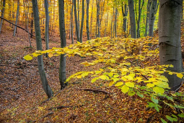 Чудовий Осінній Ліс Барвистим Буковим Листям Чеська Республіка Європа — стокове фото