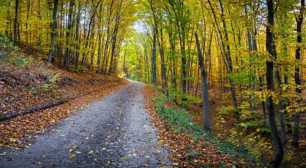 Estrada Através Bela Floresta Faia Outono Colorido República Checa Europa — Fotografia de Stock