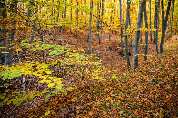 Bela Floresta Outono Com Folhas Faia Coloridas República Checa Europa — Fotografia de Stock