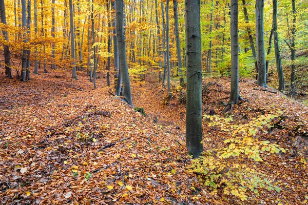 Bela Floresta Outono Com Folhas Faia Coloridas República Checa Europa — Fotografia de Stock
