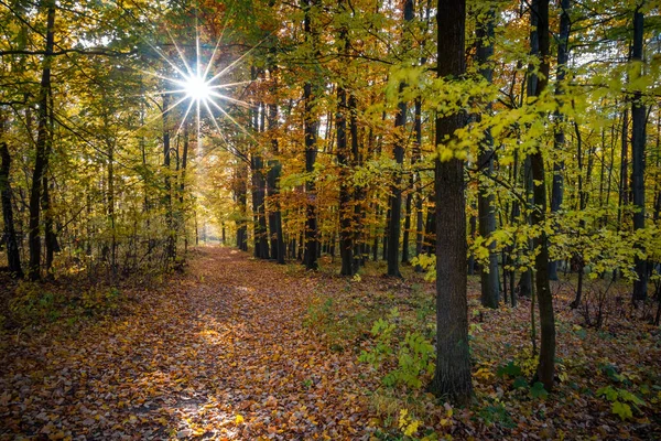 Шлях Через Чудовий Осінній Буковий Ліс Сяючий Сонце Чеська Республіка — стокове фото