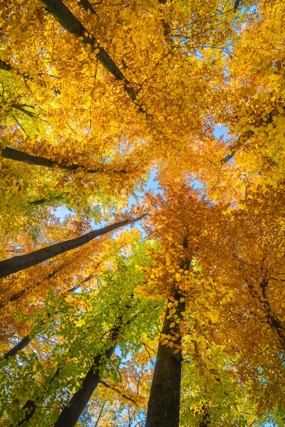 Vista Las Coronas Hayas Bellamente Coloreadas Bosque Otoño República Checa — Foto de Stock