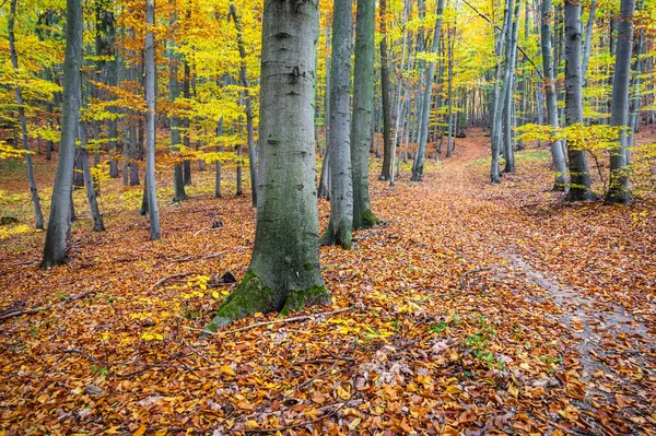 Caminho Através Bela Floresta Faia Outono Colorido República Checa Europa — Fotografia de Stock