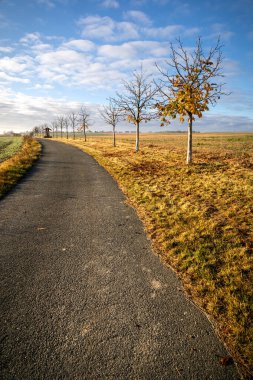 Kestane ağaçlarının yolu mavi gökyüzü altında sonbahar manzarasıyla kesişir. Çek Cumhuriyeti, Avrupa.