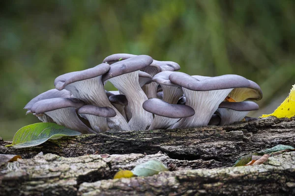 Edible Mushroom Pleurotus Ostreatus Known Oyster Mushroom Old Tree Stem — Stock Photo, Image