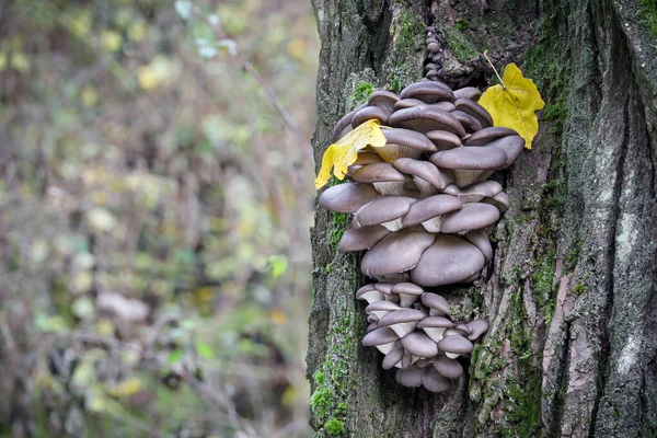 Їстівний Гриб Pleurotus Ostreatus Відомий Устричний Гриб Старому Стовбурі Дерев — стокове фото