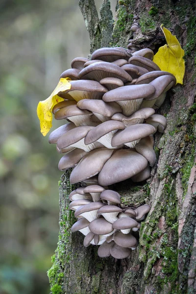 버섯인 레우로 올트라 Pleurotus Ostreatus 줄기에 버섯으로 알려져 있으며 풍경을 — 스톡 사진