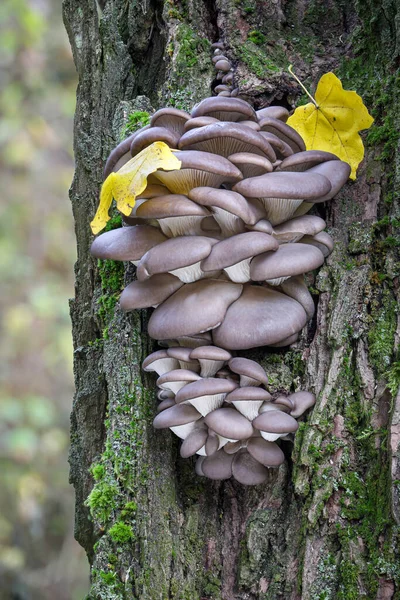 버섯인 레우로 올트라 Pleurotus Ostreatus 줄기에 버섯으로 알려져 있으며 풍경을 — 스톡 사진
