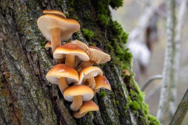 Yenilebilir mantar altın iğne veya kış mantar - Flammulina velutipes Enokitake bilinen atış kapatın
