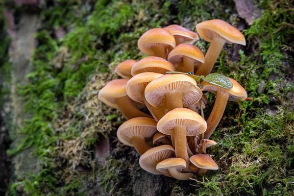 Sarkma kokraklar osmirlar uchun porno Kseniya Teplova erotik rasmlar