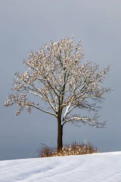 Paisagem Minimalista Inverno Com Campo Nevado Árvore Paciência República Checa — Fotografia de Stock