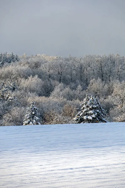 Paisaje Invernal Con Campo Nevado Bosque República Checa Europa —  Fotos de Stock