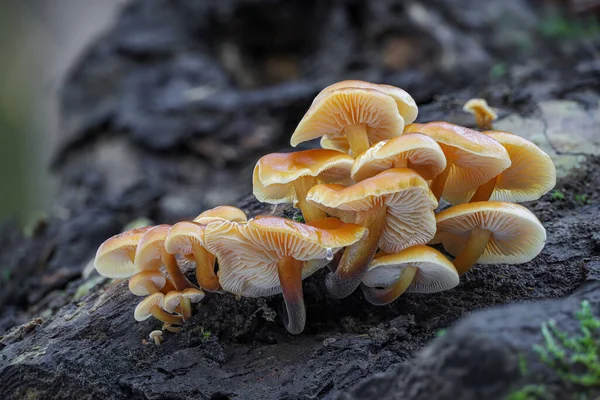 Close Shot Edible Mushrooms Known Enokitake Golden Needle Winter Mushrooms — Stock Photo, Image