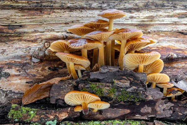 Nahaufnahme Von Speisepilzen Die Als Enokitake Goldnadel Oder Winterpilze Bekannt — Stockfoto