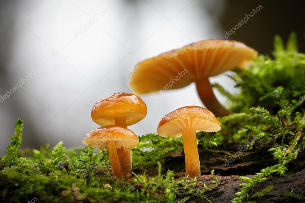 Shot of group edible mushrooms known as Enokitake, Golden Needle or winter mushrooms - Flammulina velutipes. Blurred background.