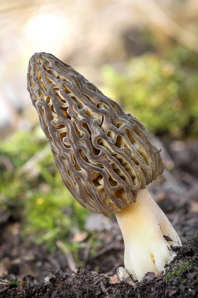 Tiro Sorprendente Comestible Sabroso Hongo Morel República Checa Europa — Foto de Stock