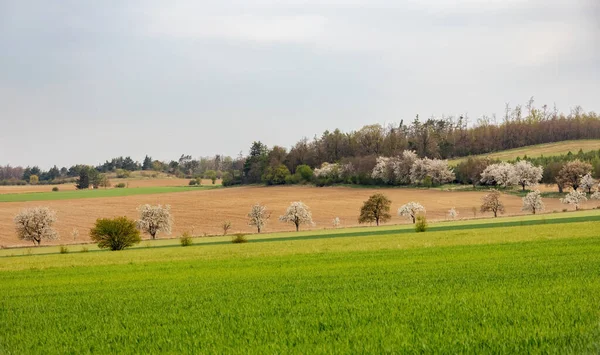 Frühlingslandschaft Mit Grünen Wiesen Und Blühenden Bäumen Tschechien Europa — Stockfoto