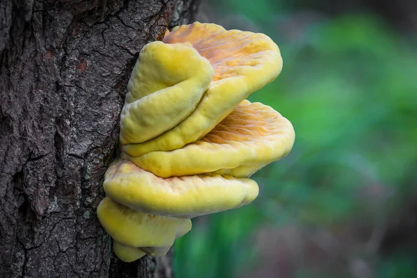 Edible Mushroom Laetiporus Sulphureus Commonly Known Crab Woods Sulphur Polypore — Stock Photo, Image