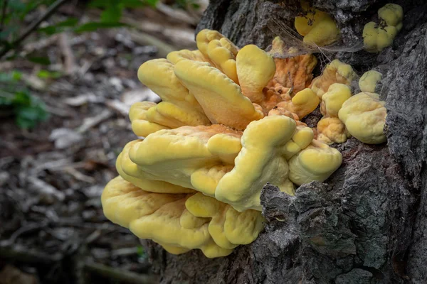 Eetbare Paddenstoel Laetiporus Sulreus Algemeen Bekend Als Krab Van Hout — Stockfoto