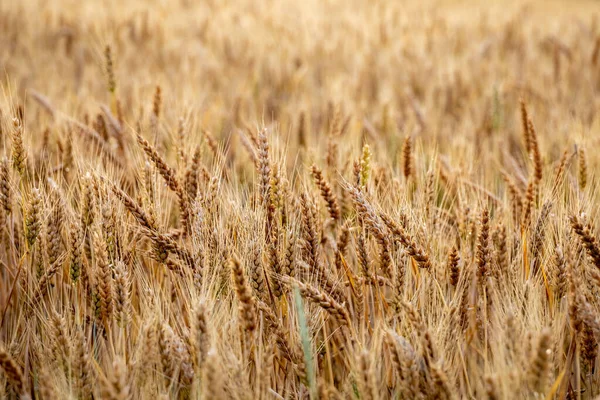 Close Shot Ripe Wheat Field Czech Republic Europe — Stock Photo, Image