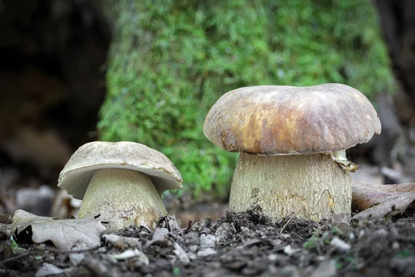 Köstlicher Speisepilz Boletus Reticulatus Allgemein Bekannt Als Sommersteinpilz Tschechien Europa — Stockfoto