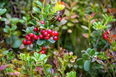 Detail shot of red cranberries with blurred background - Czech Republic