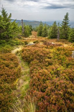 Path through mountain forest with blueberry bushes under cloudy sky - Jizera Mountains, Czech Republic, Europe