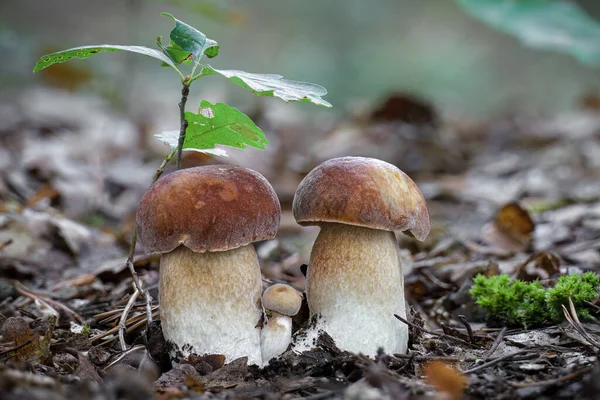 Lahodné Jedlé Houby Boletus Reticulatus Obecně Známé Jako Letní Cep — Stock fotografie