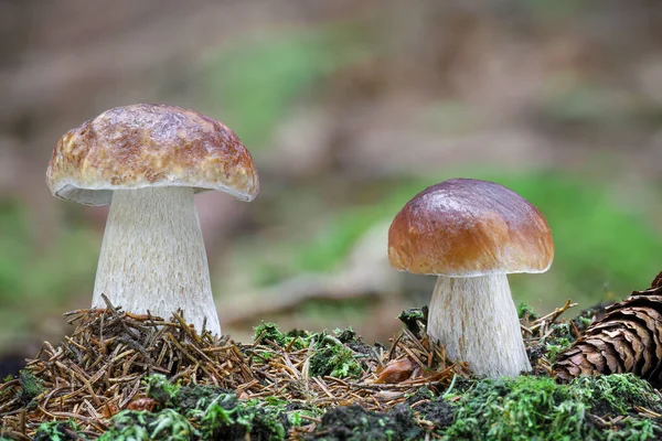 Two Amazing Penny Bun Mushrooms Blurred Background Forest Czech Republic — Stock Photo, Image