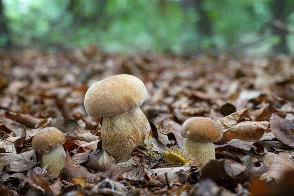 Lahodné Jedlé Houby Boletus Reticulatus Obecně Známé Jako Letní Hřib — Stock fotografie