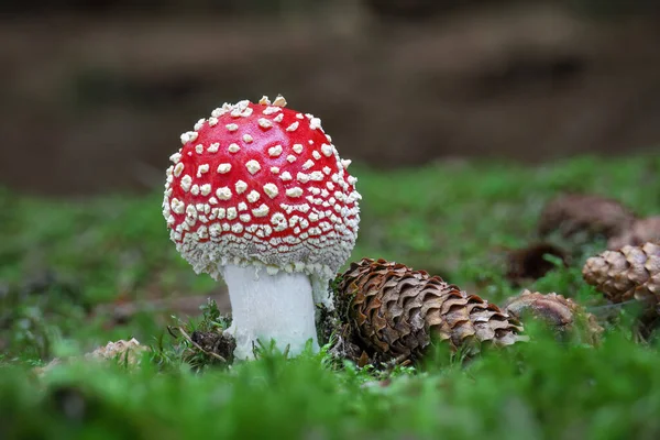 在森林有毒的毒菌毒菌毒菌 通常被称为 苍蝇不可知论 Fly Agaric或Fly Amanita 的毒菌毒菌毒菌 中拍摄的令人惊奇的阿马尼塔麝香的详细镜头 捷克共和国 — 图库照片