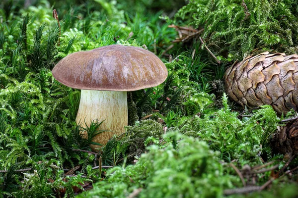 Detailaufnahme Des Erstaunlichen Essbaren Pilzes Imleria Badia Der Gemeinhin Als — Stockfoto