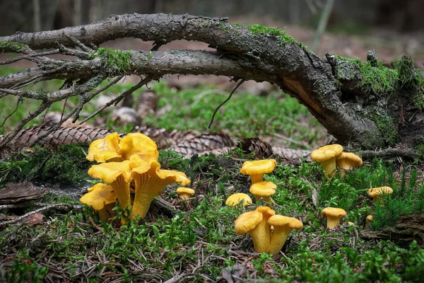 Старий Яловичий Ліс Група Їстівних Жовтих Грибів Cantharellus Cibarius Також — стокове фото