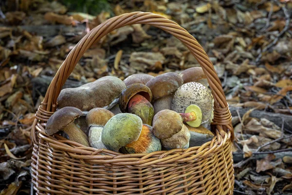 Weidenkorb Mit Essbaren Pilzen Herbstwald Tschechische Republik Europa — Stockfoto