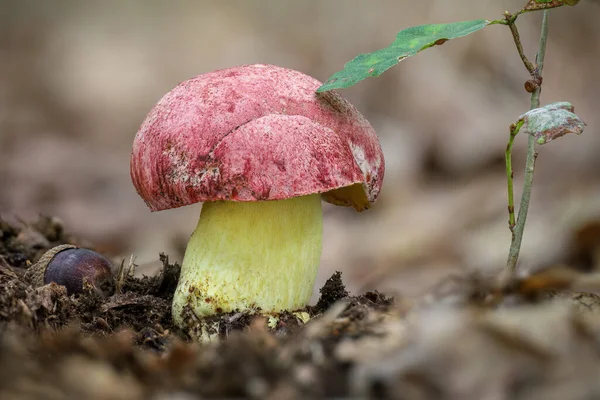 Butyriboletus Regius 原名Boletus Regius 通常被称为Royal Bolete或Red Capped Butter Bolete 非常美丽和稀有的蘑菇 — 图库照片