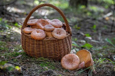 Yenebilir ve lezzetli Lactarius leziz sepetli safran süt kapağı ya da güneşli bir ormanda kırmızı çam mantarı olarak bilinir. Çek Cumhuriyeti, Avrupa.