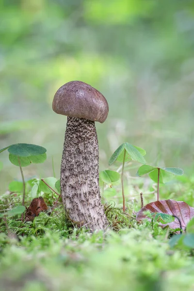 Edible mushroom Leccinum scabrum (commonly known as rough-stemmed bolete, scaber stalk and birch bolete) in moss with blurred background - Czech Republic, Europe