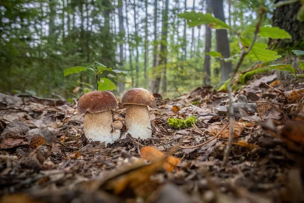 Groupe Champignons Comestibles Boletus Reticulatus Communément Appelé Cèpe Été Dans — Photo