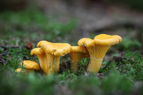 Groupe Champignons Comestibles Savoureux Cantharellus Cibarius Également Connu Sous Nom — Photo