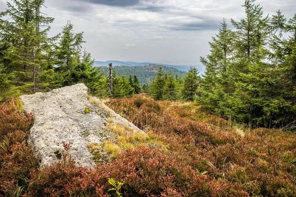 Mountain Forest Stone Blueberry Bushes Cloudy Sky Jizera Mountains Czech — Stock Photo, Image