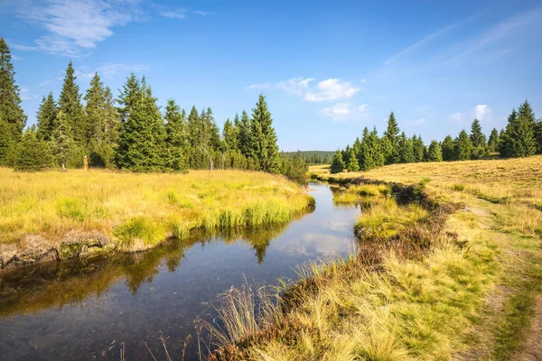 Yaz sabahı manzarası, dere kenarları, ladin ağaçları ve mavi gökyüzünün altındaki patika - Jizera Dağları, Çek Cumhuriyeti, Avrupa