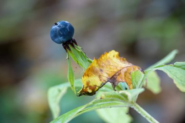 Zehirli bitki Paris quadrifolia bitki-paris veya gerçek aşıklar düğüm olarak bilinen detay - Çek Cumhuriyeti, Avrupa