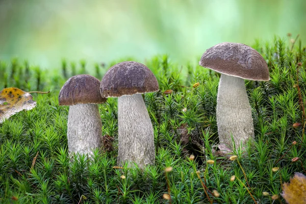 Three edible mushrooms commonly known as rough-stemmed bolete or birch bolete in moss with blurred background - Czech Republic, Europe