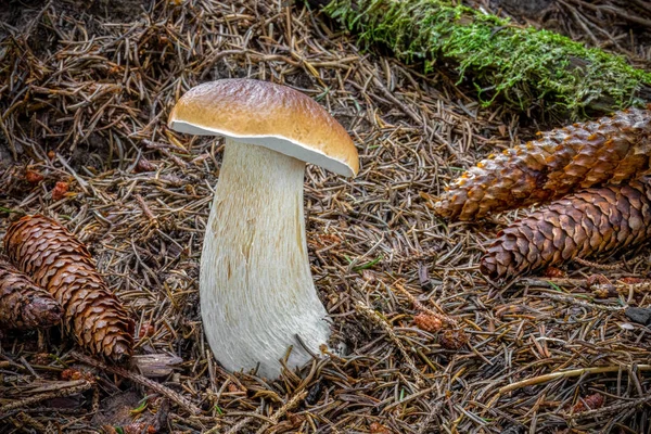 Detalhe Tiro Centavo Pão Cogumelo Floresta Abeto República Checa Europa — Fotografia de Stock