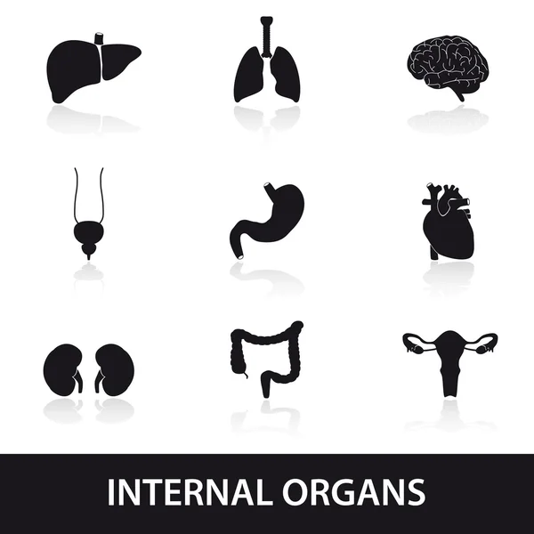 insan vücudunun iç organlar eps10