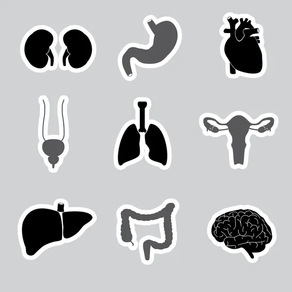 Interne menselijk lichaam organen stickers eps10 — Stockvector