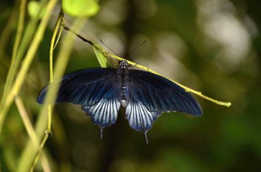 mavi renkli tropikal kelebek fotoğraf
