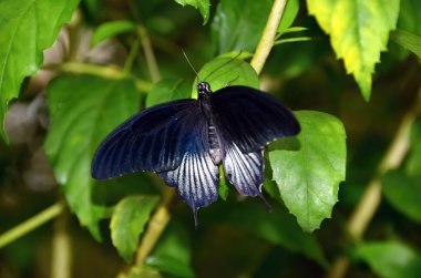 mavi renkli tropikal kelebek detay fotoğraf
